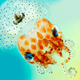 A bioluminescent Hawaiian bobtail squid. (Credit: Mark R Smith, Macroscopic Solutions)